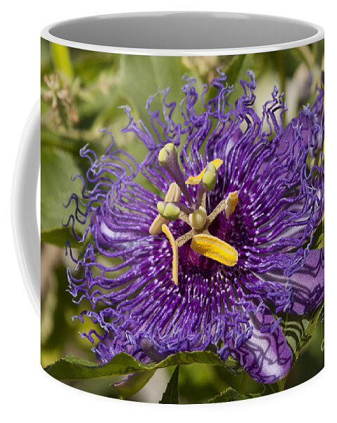 Passion Flower Coffee Mug featuring the photograph Passion Flower by Meg Rousher