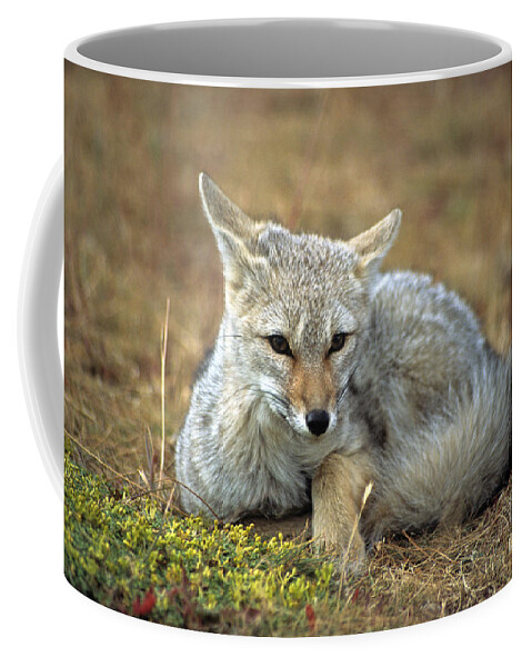 Fox Coffee Mug featuring the photograph Patagonian grey fox portrait by James Brunker
