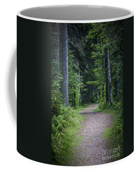 Path Coffee Mug featuring the photograph Path in dark forest 2 by Elena Elisseeva
