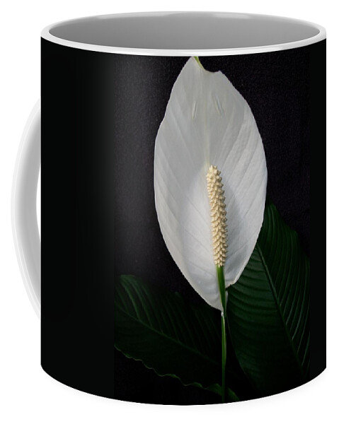 Lily Coffee Mug featuring the photograph Peace Lily by Sharon Duguay