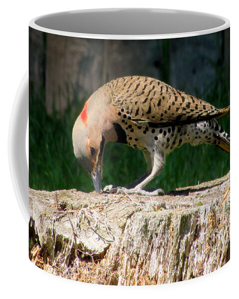 Birds Coffee Mug featuring the photograph Grab A Grub by Lori Lafargue