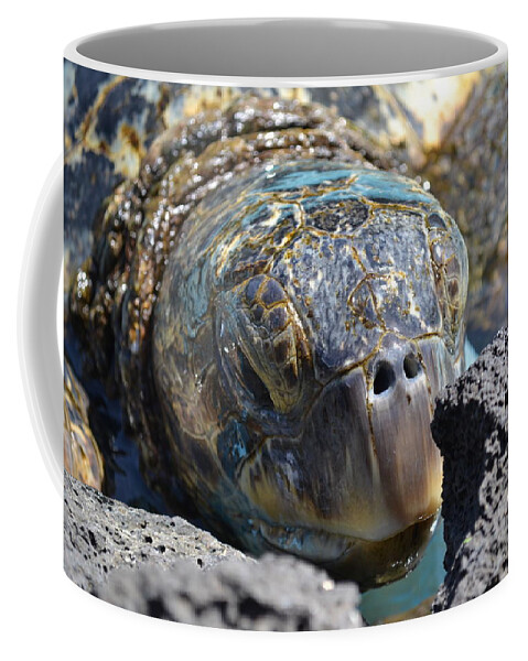 Turtle Coffee Mug featuring the photograph Peek-a-boo Turtle by Amanda Eberly