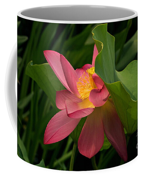 Lotus Blossom With Leaves Coffee Mug featuring the photograph Peekaboo Lotus Blossom by Byron Varvarigos