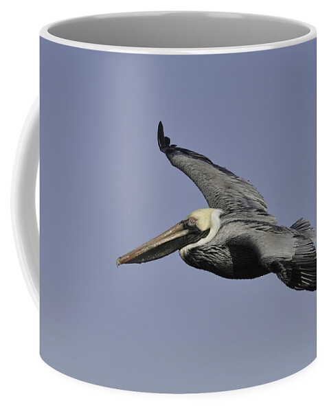 Pelican Coffee Mug featuring the photograph Pelican in Flight by Bradford Martin