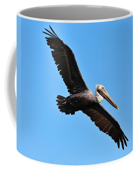 https://render.fineartamerica.com/images/rendered/default/frontright/mug/images-medium-5/pelican-wings-thomas-photography-thomas.jpg?&targetx=190&targety=0&imagewidth=419&imageheight=333&modelwidth=800&modelheight=333&backgroundcolor=78BEF8&orientation=0&producttype=coffeemug-11