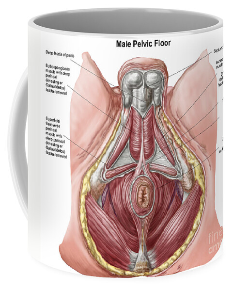 Anatomy of pelvic bone on female body. Throw Pillow for Sale by  StocktrekImages