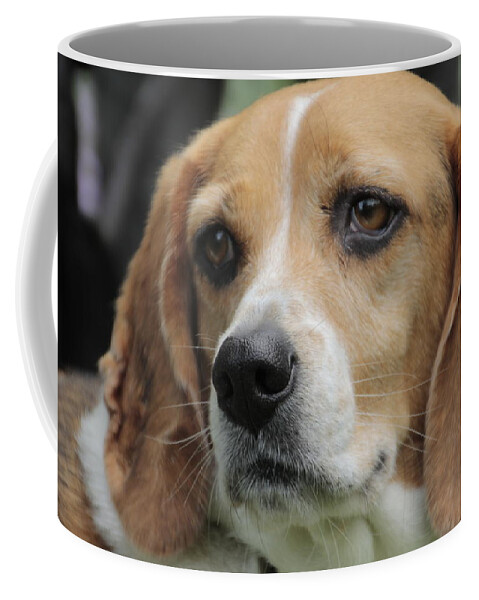 Beagle Coffee Mug featuring the photograph The Beagle named Penny by Valerie Collins