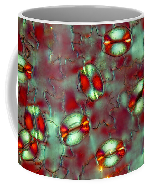 Plant Cells Coffee Mug featuring the photograph Peony, Paeonia, Stomata, Lm by Marek Mis