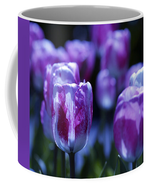 Tulips Descanso Gardens Coffee Mug featuring the photograph Peppermint Candies by Joe Schofield