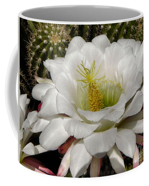 Cactus Coffee Mug featuring the photograph Petals and Thorns by Deb Halloran
