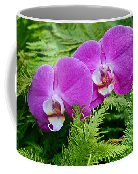 Phalaenopsis Coffee Mug featuring the photograph Phalaenopsis Moth Orchids by Venetia Featherstone-Witty