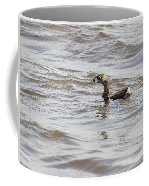 Pied-billed Grebe Coffee Mug featuring the photograph Pied-billed Grebe by Thomas Young