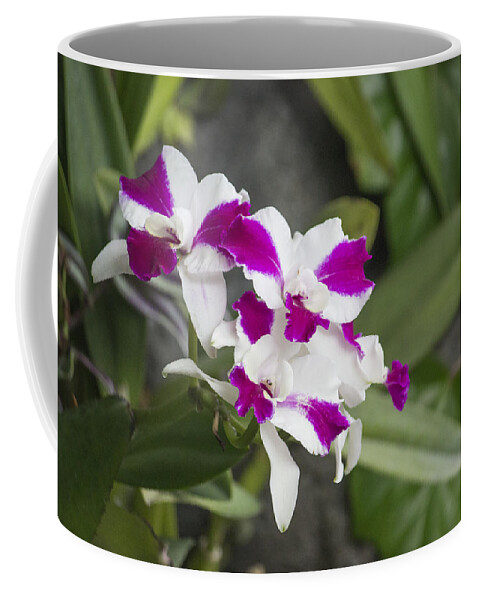 Pink And White Flower Coffee Mug featuring the photograph Pink and White Bloom by Becca Buecher