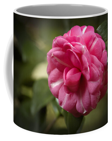 North Carolina Coffee Mug featuring the photograph Pink and White Stripped Camellia by Penny Lisowski