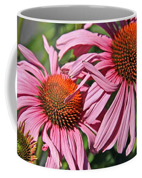 Coneflower Coffee Mug featuring the photograph Pink Coneflowers by Athena Mckinzie