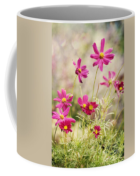 Asteraceae Coffee Mug featuring the photograph Pink Cosmos by Juli Scalzi