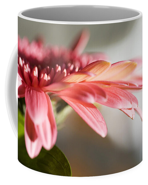 Pink Coffee Mug featuring the photograph Pink Gerber Daisy by Marilyn Hunt