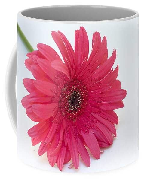 Pink Gerbera Daisy Coffee Mug featuring the photograph Pink Gerbera Daisy by Patrice Zinck