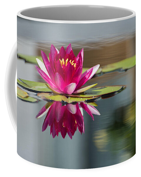 Waterlily Coffee Mug featuring the photograph Pink Water Lily by Stacy Abbott