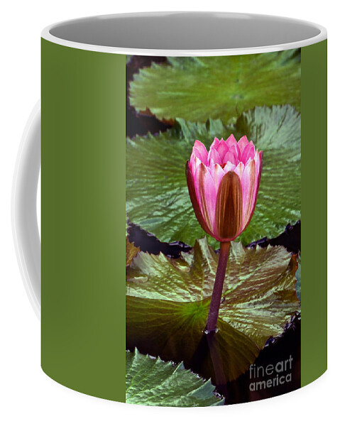 Nymphaea Coffee Mug featuring the photograph Pink Tropical Waterlily Flower Newly Blooming by Byron Varvarigos