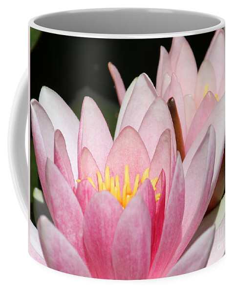 Lilies Coffee Mug featuring the photograph Pink Water Lily by Amanda Mohler