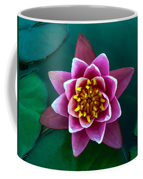 Rose Coffee Mug featuring the photograph Rose Waterlily by Allan Levin