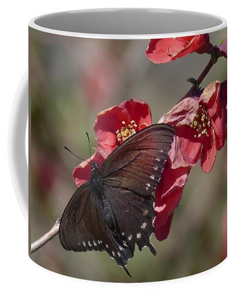 Butterfly Coffee Mug featuring the photograph Pipevine Swallowtail and Flowering Quince by Ann Ranlett
