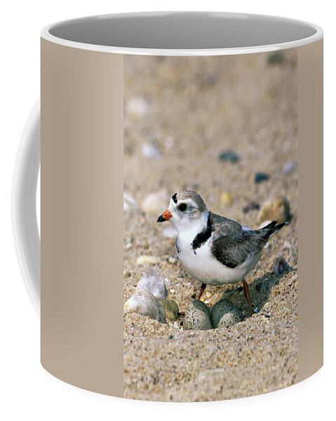 00220028 Coffee Mug featuring the photograph Piping Plover Sitting on Eggs by Tom Vezo
