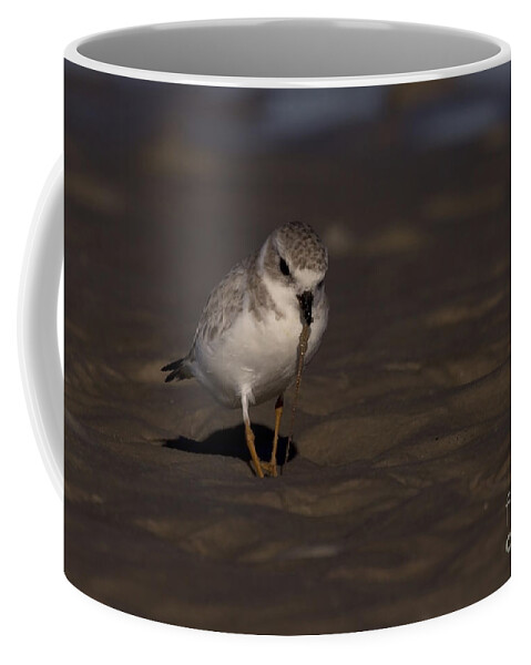 Bunche Beach Coffee Mug featuring the photograph Piping Plover Photo by Meg Rousher