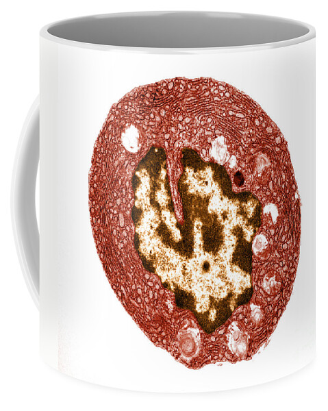 Transmission Electron Micrograph Coffee Mug featuring the photograph Plasma Cell, Tem by David M. Phillips