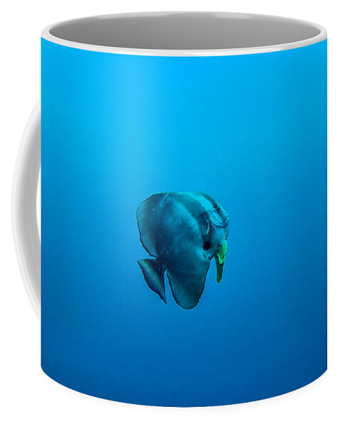 Langflossen Fledermausfisch Coffee Mug featuring the photograph Platax teira by Hannes Cmarits