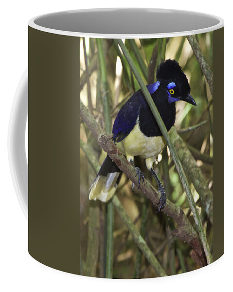 Birds Coffee Mug featuring the photograph Plush Crested Jay Cyanocorax chrysops by Venetia Featherstone-Witty