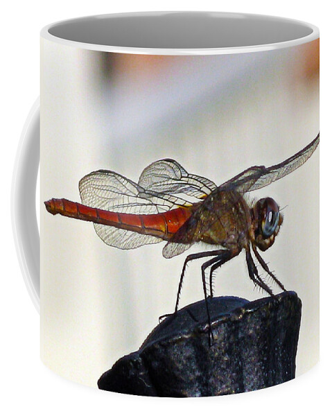Dragonfly Coffee Mug featuring the photograph Poised Flame Skimmer by Joe Schofield