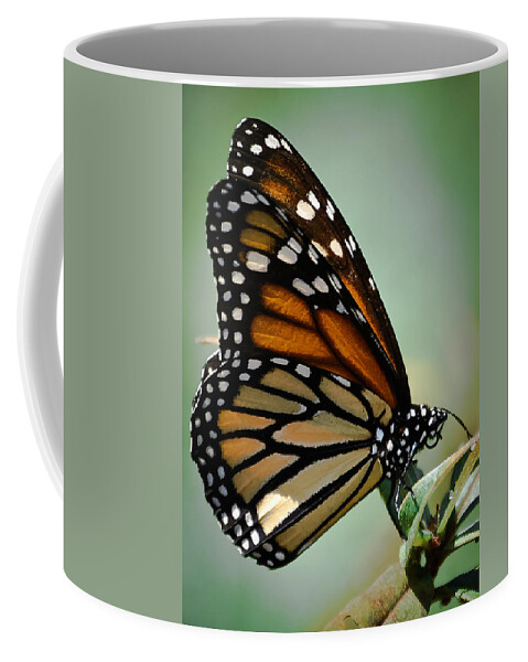 Butterfly Coffee Mug featuring the photograph Polka Dots and Wings by DigiArt Diaries by Vicky B Fuller