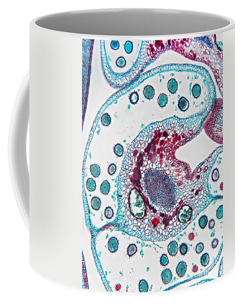 Micrograph Coffee Mug featuring the photograph Pollen Packets In Cotton, Gossypium, Lm by Garry DeLong