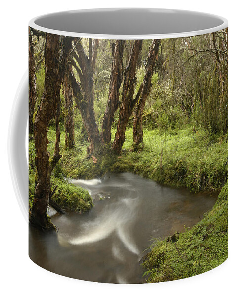Feb0514 Coffee Mug featuring the photograph Polylepis Forest And Stream Ecuador by Pete Oxford