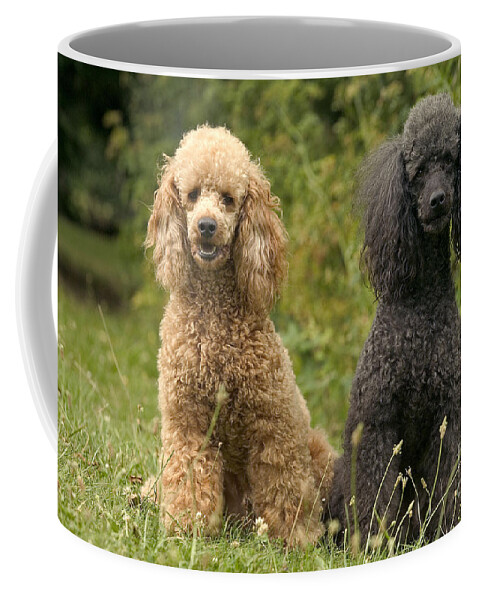 Poodle Coffee Mug featuring the photograph Poodle Dogs by Jean-Michel Labat