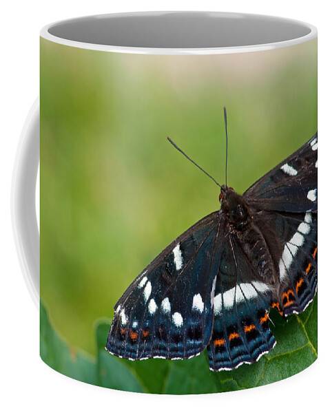 Poplar Admiral Butterfly Coffee Mug featuring the photograph Poplar Admiral by Torbjorn Swenelius