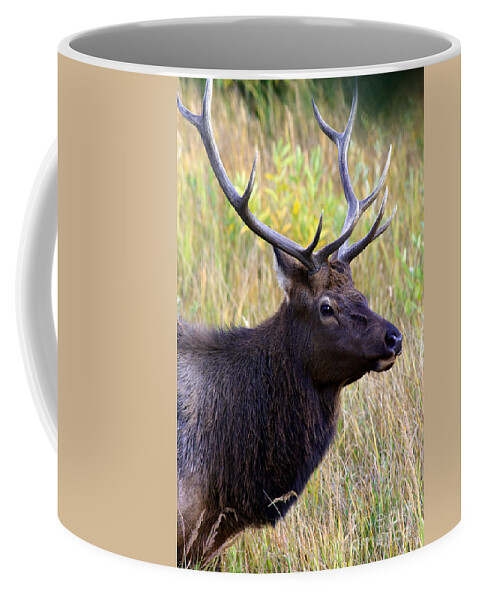 America Coffee Mug featuring the photograph Portrait of an Elk by Karen Lee Ensley