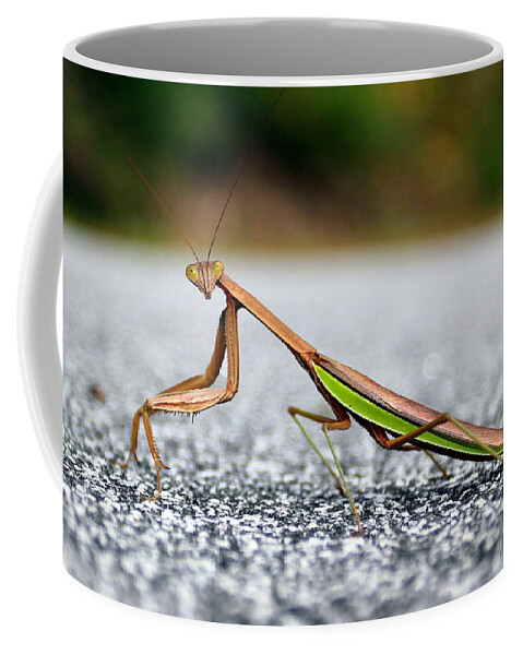 Insects Coffee Mug featuring the photograph Posing for the Camera by Jennifer Robin