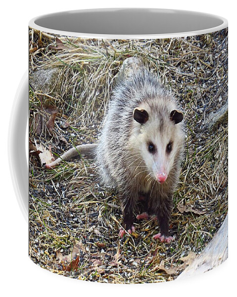 Possum Coffee Mug featuring the photograph Possum Visitor by MTBobbins Photography