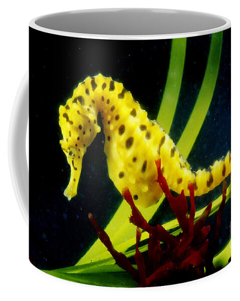 Potbellied Seahorse Coffee Mug featuring the photograph Potbellied Seahorse From Australia by Gregory G. Dimijian, M.D.