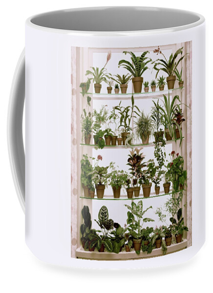 Potted Plants On Shelves Coffee Mug