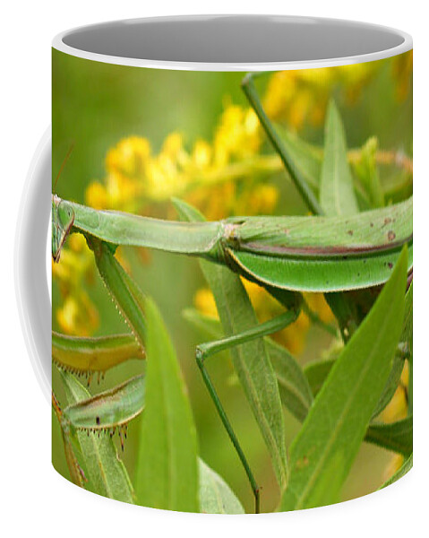 Insect Coffee Mug featuring the photograph Praying Mantis in September by Anna Lisa Yoder