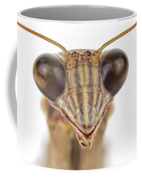 Feb0514 Coffee Mug featuring the photograph Praying Mantis Massachusetts by Piotr Naskrecki