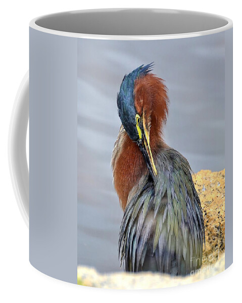 Heron Coffee Mug featuring the photograph Preening Green Heron by Kathy Baccari