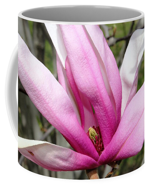 Flowers Coffee Mug featuring the photograph Pretty Pink Magnolia by Judy Palkimas
