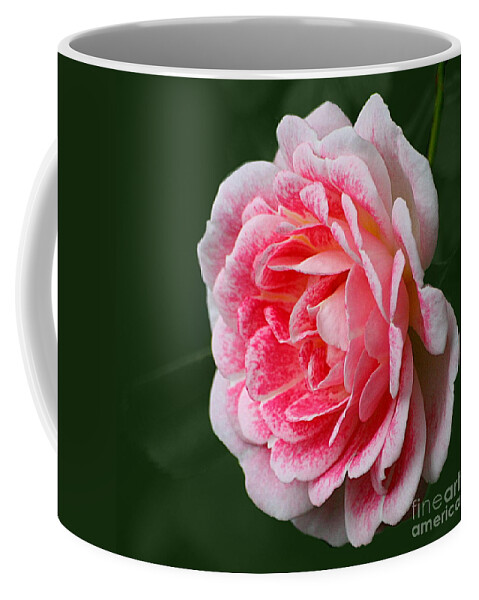 Rose Coffee Mug featuring the photograph Pretty Pink Rose by Jeremy Hayden