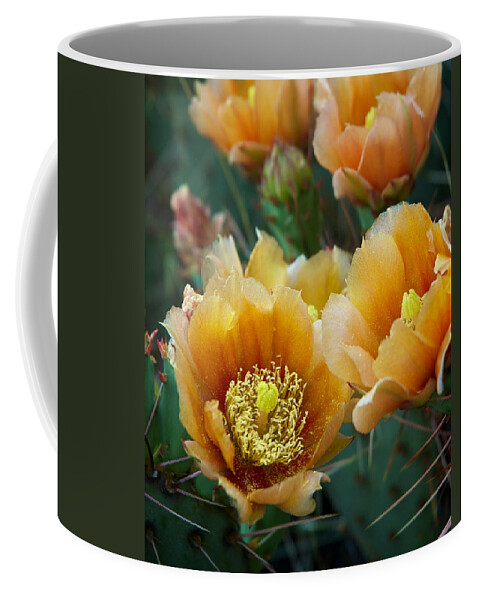 Cacti Coffee Mug featuring the photograph Prickly Pear Cactus by Mary Lee Dereske