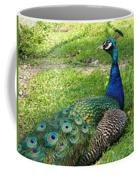 Nature Coffee Mug featuring the photograph Pride of Peacock by Lingfai Leung